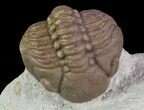 Lochovella (Reedops) Trilobite - Oklahoma #68636-3